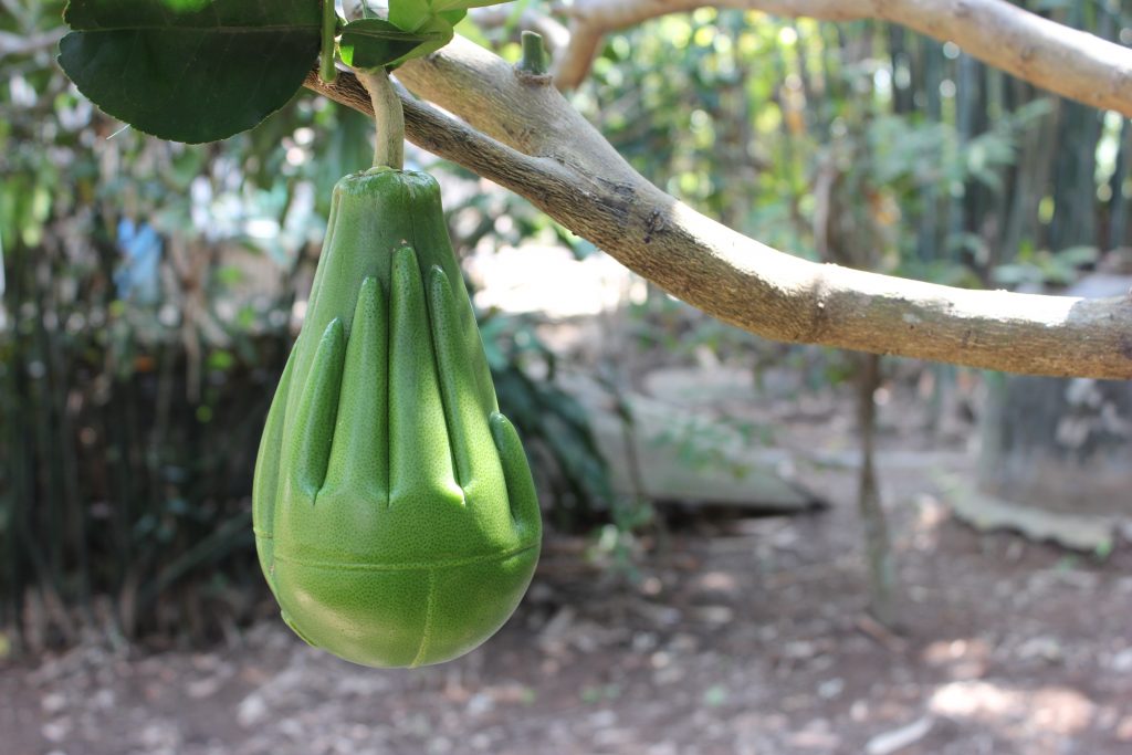 Tr&aacute;i Bưởi Lễ C&aacute;t Tường do anh Phương s&aacute;ng tạo, sản xu&acirc;t v&agrave; ph&acirc;n phối